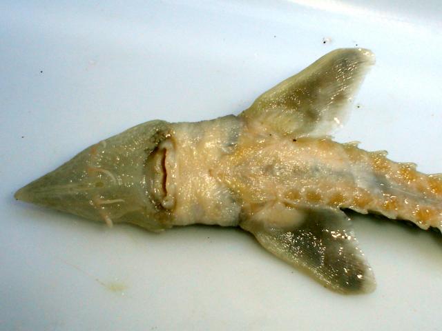 image Esturion (Acipenser sturio)