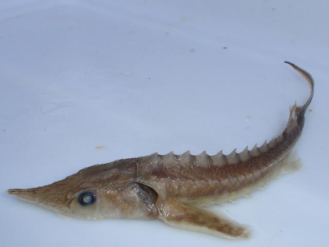 image Esturión (Acipenser sturio)