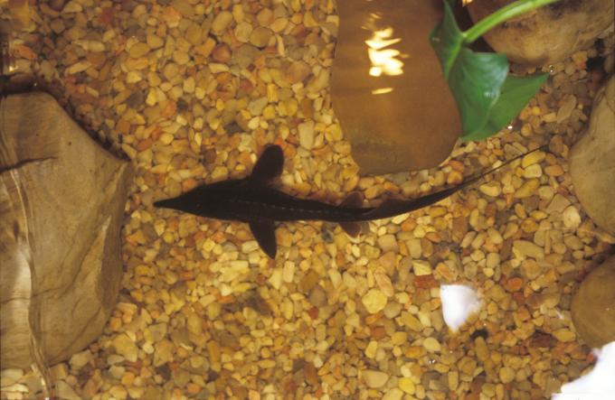 image Esturion (Acipenser sturio)