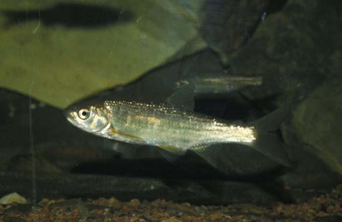 image Loina (Chondrostoma arrigonis)