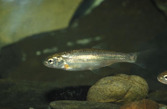 image Ciprínido (Ciprínidos)