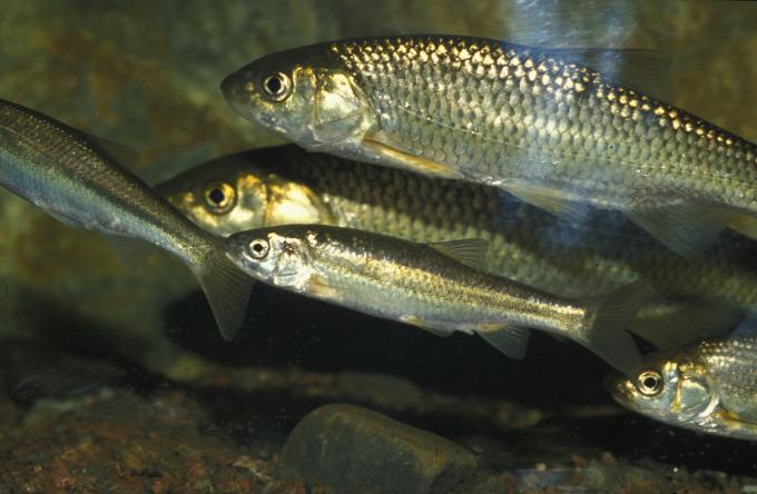 image Ciprínido (Ciprínidos)