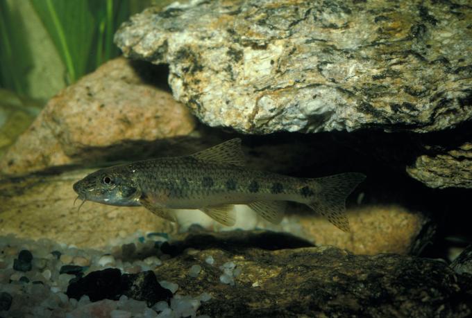 image Gobio (Gobio gobio)