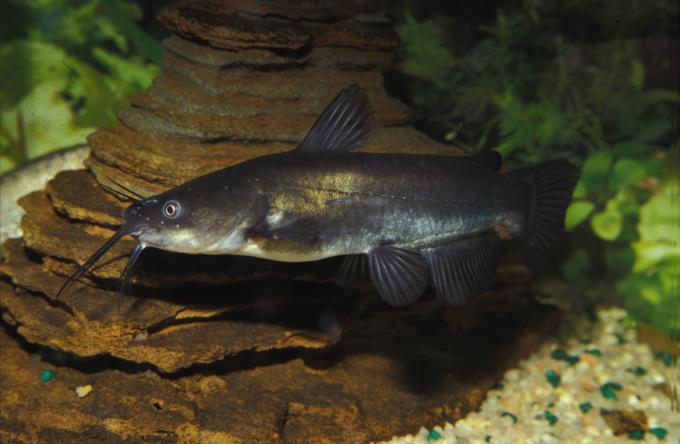image Pez gato (Ictalurus melas)