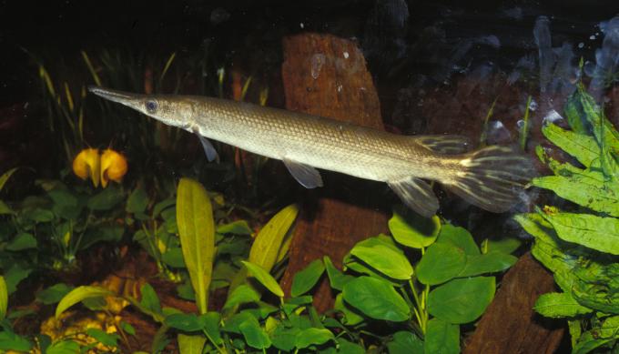 image Pez cocodrilo (Atractosteus sp.)