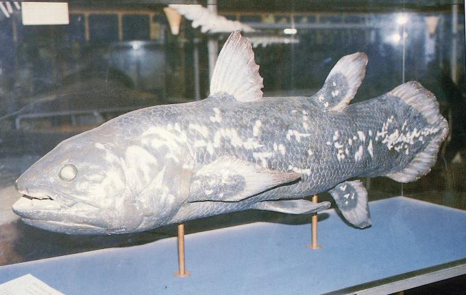image Celacanto (Latimeria chalumnae)