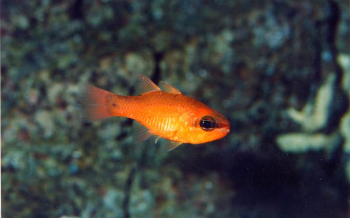 image Reyezuelo (Apogon imberbis)