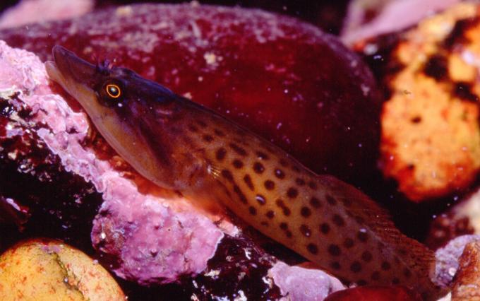 image Chafarrocas (Lepadogaster sp.)