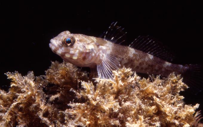 image Gobio marino (Góbidos)