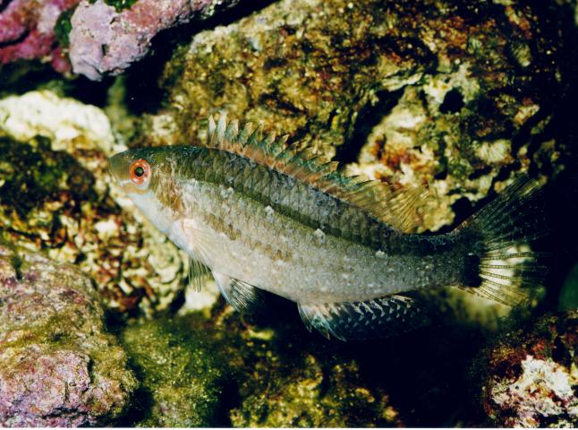 image Bodión (Symphodus cinereus)