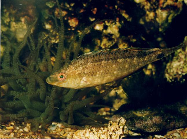 image Labrido (Symphodus cinereus)