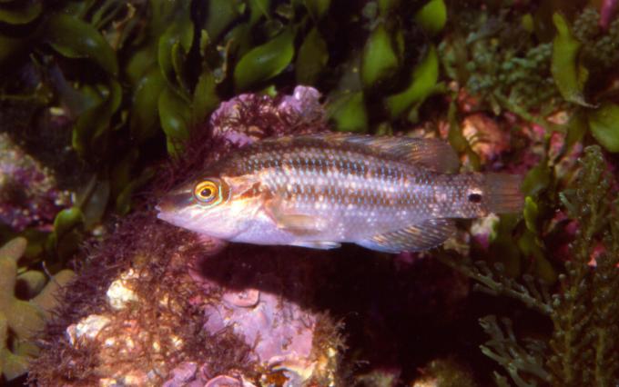 image Porredana (Symphodus melops)