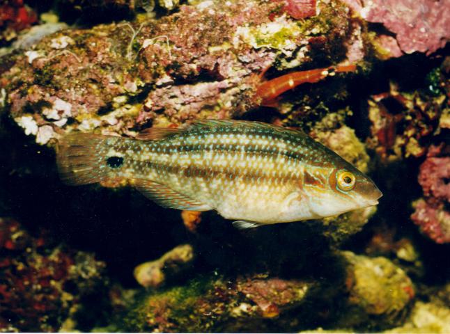 image Porredana (Symphodus melops)