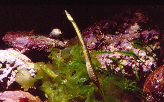 image Pez aguja de río (Syngnathus abaster)
