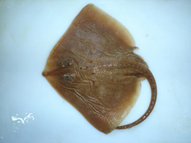 image Raya común (Raja clavata)