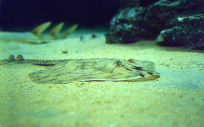 image Raya mosaico (Raja undulata)