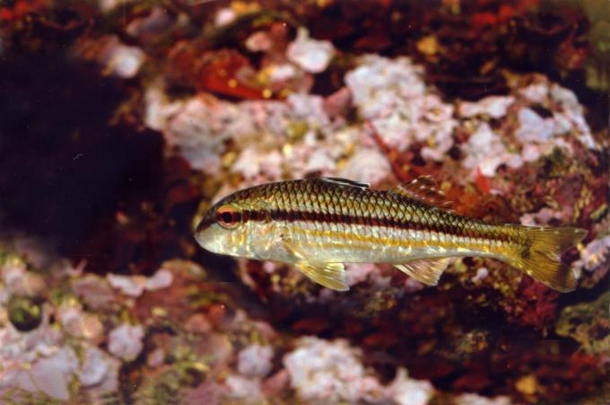 image Salmonete de roca (Mullus surmuletus)