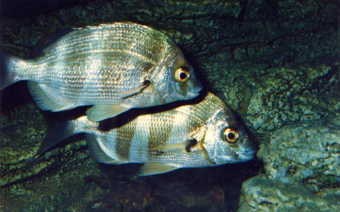 image Sargo breado (Diplodus cervinus)