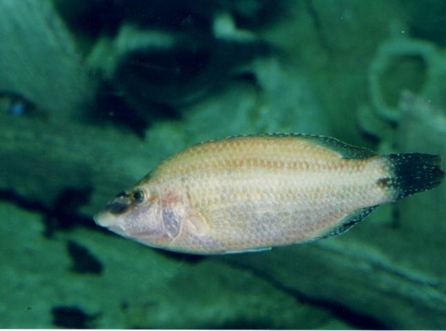 image Peto (Symphodus tinca)