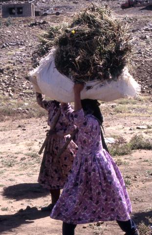 image Dos mujeres trabajando en el campo, Yemen