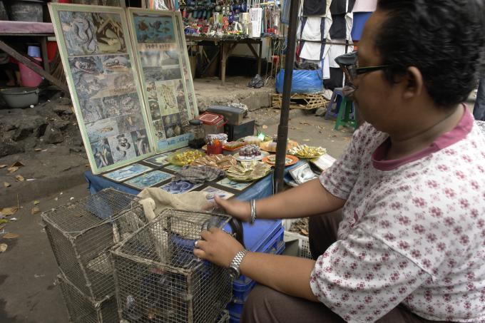 image Venta de afrodisíacos de cobra, Jakarta, Indonesia