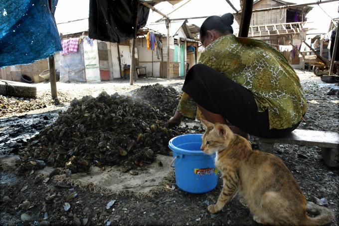 image Limpiando mejillones en el puerto de Muara Angke, Yakarta, Indonesia