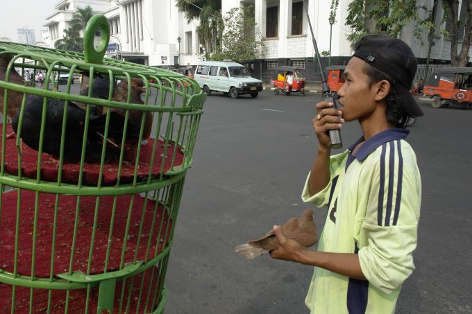 image Soltando palomas para las carreras, Yakarta, Indonesia