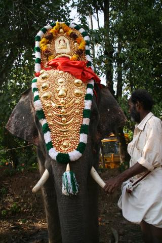 image Elefante adornado para festival en Kollam, Kerala, India