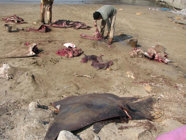image Descuartizando peces manta raya en Vanakbara, Isla de Diu, India