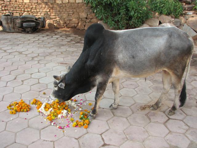 image Vaca en Orcha, India