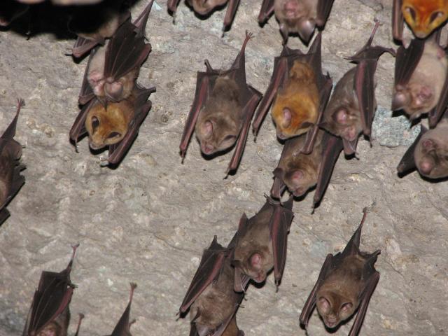 image Murciélagos en una cueva de Ellora, India