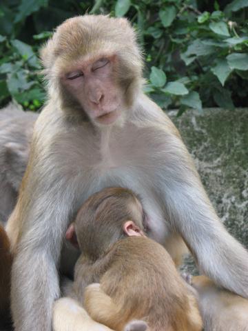 image Mono con su cría, Katmandú, Nepal