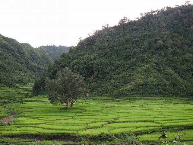 image Campos de cultivo y montañas, Pokhara, Nepal