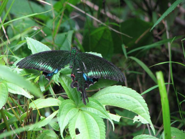 image Mariposa, Himalaya, Nepal