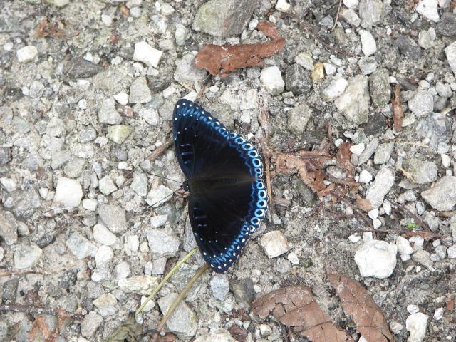 image Mariposa, Himalaya, Nepal