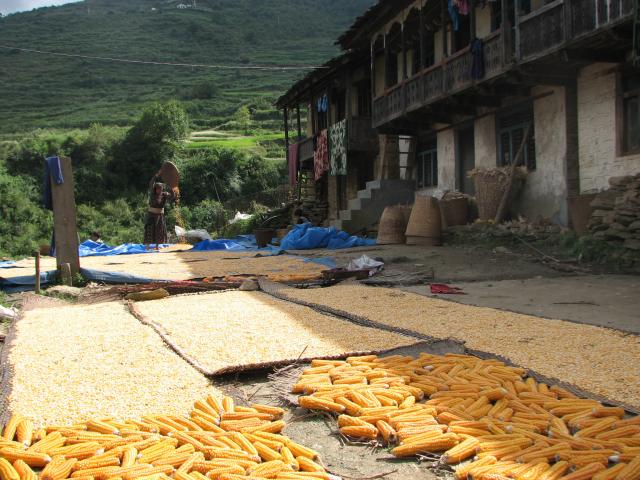 image Maíz puesto a secar al sol en Syabru, Langtang, Nepal