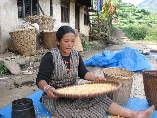 image Mujer tamizando el maíz en Syabru, Langtang, Nepal