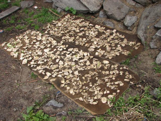 image Verdura puesta a secar, Himalaya, Nepal