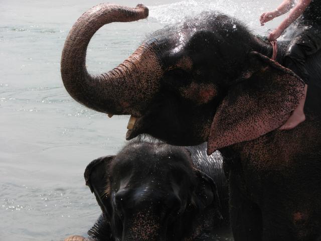 image Baño de elefantes en el Parque Nacional de Chitwan, Terai, Nepal