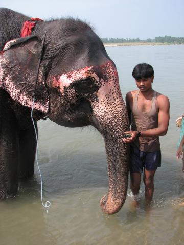 image Elefante con cuidador en el Parque Nacional de Chitwan, Terai, Nepal
