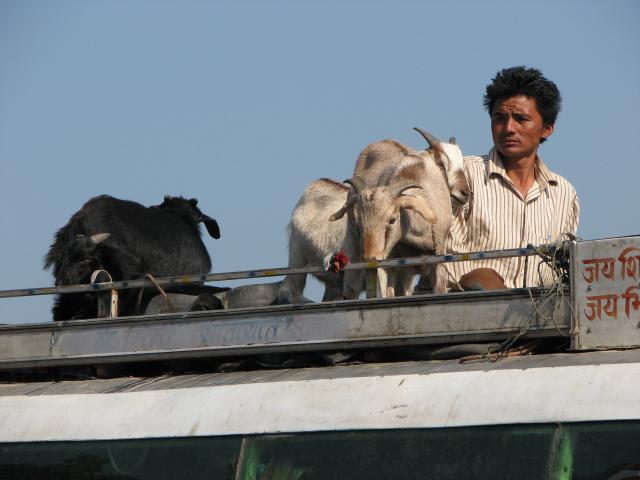 image Hombre y cabras encima de un autobús, Chitwan, Nepal