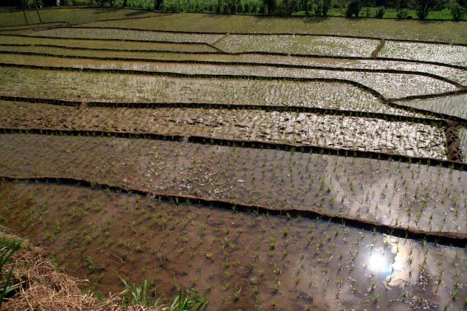 image Cultivos de arroz en los alrededores de Ella, Hill Country, Sri Lanka