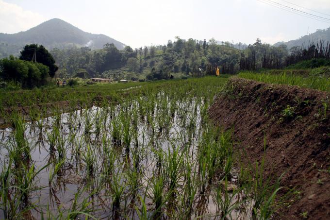 image Cultivos de arroz en el camino a Badulla, Hill Country, Sri Lanka