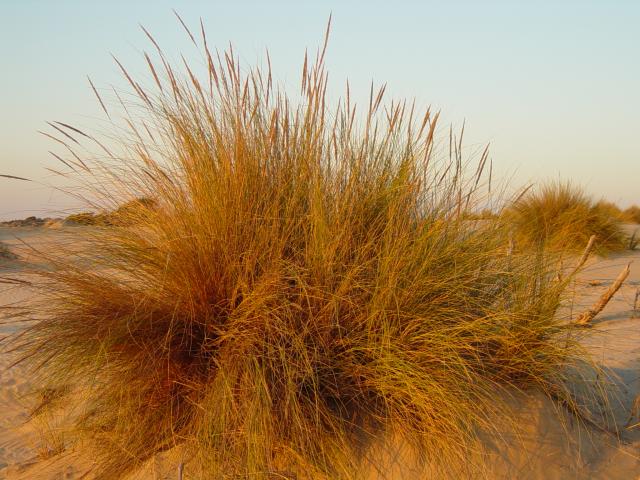 image Barrón marino, Parque Nacional de Doñana, Huelva