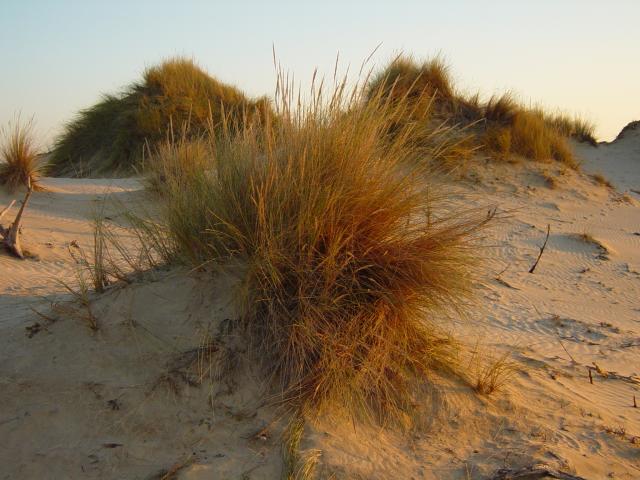 image Barrones reteniendo la arena, Parque Nacional de Doñana, Huelva