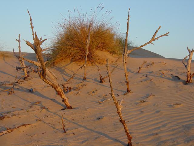 image Campo de cruces y barrón, Parque Nacional de Doñana, Huelva