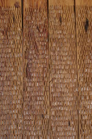 image Detalle de trillo