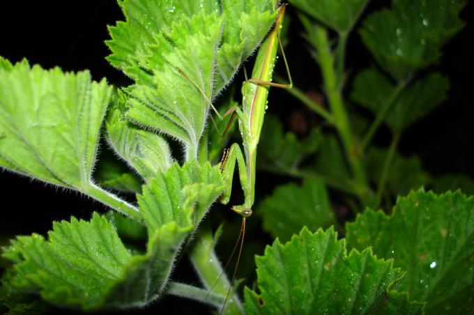 image Mantis