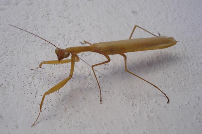 image Mantis
