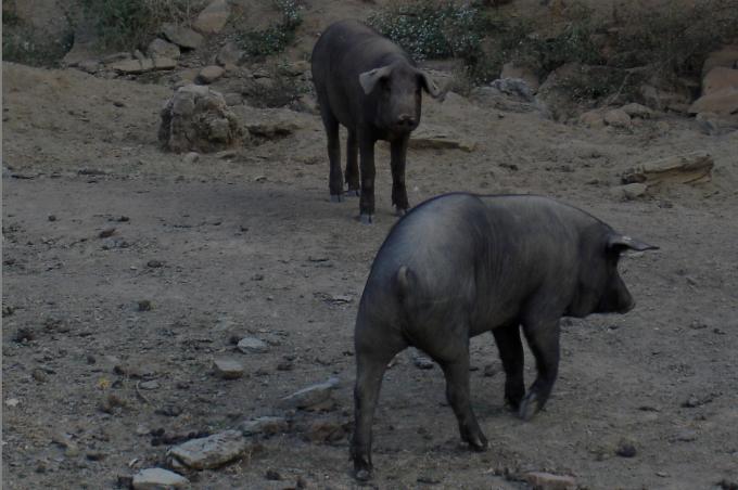 image Cerdos al aire libre